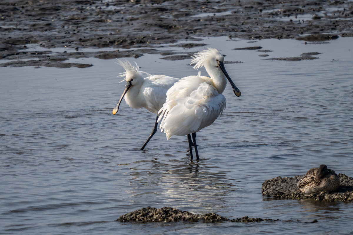 f:id:battorisassa:20220227211549j:plain