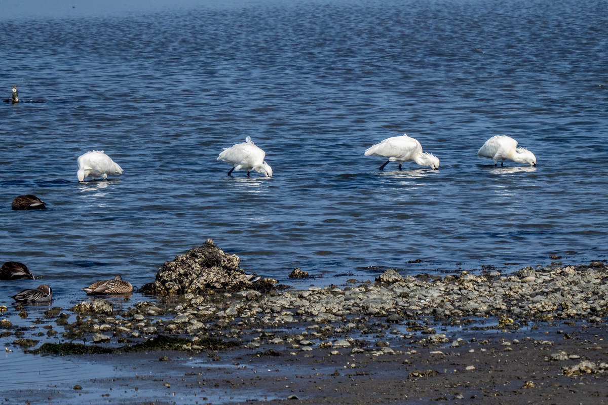 f:id:battorisassa:20220227211601j:plain