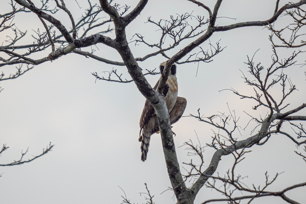 ハト 派 タカ 派 と は (99) 사진
