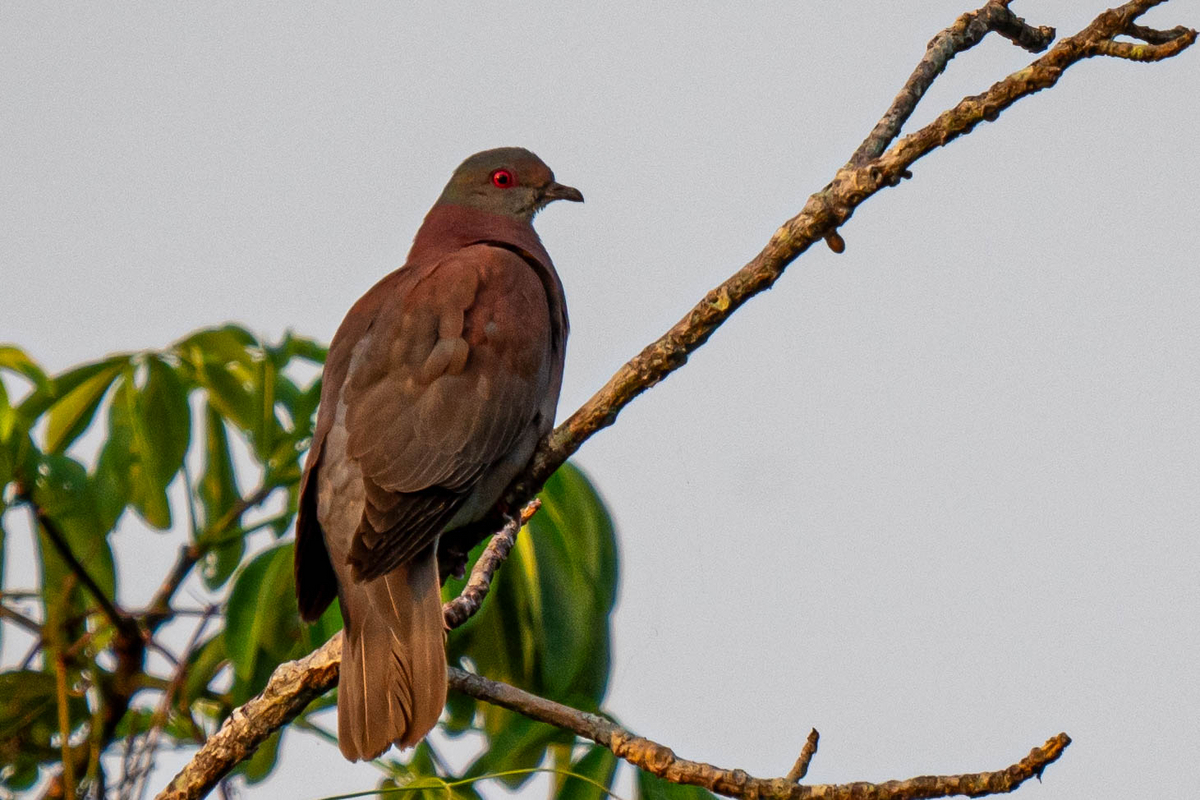 タカ派？ハト派？とおいらに聞くな - いきあたりばっ撮り