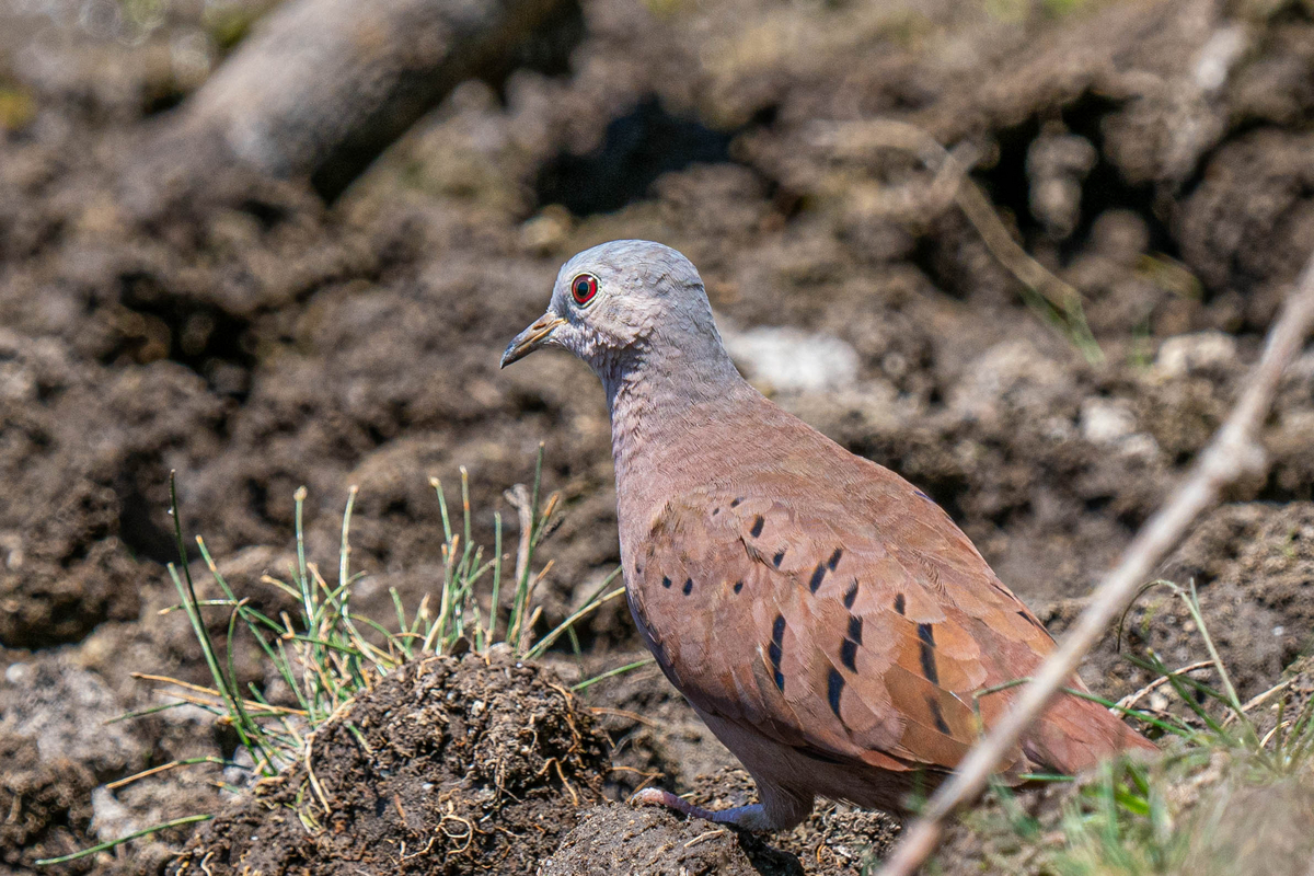タカ派？ハト派？とおいらに聞くな - いきあたりばっ撮り