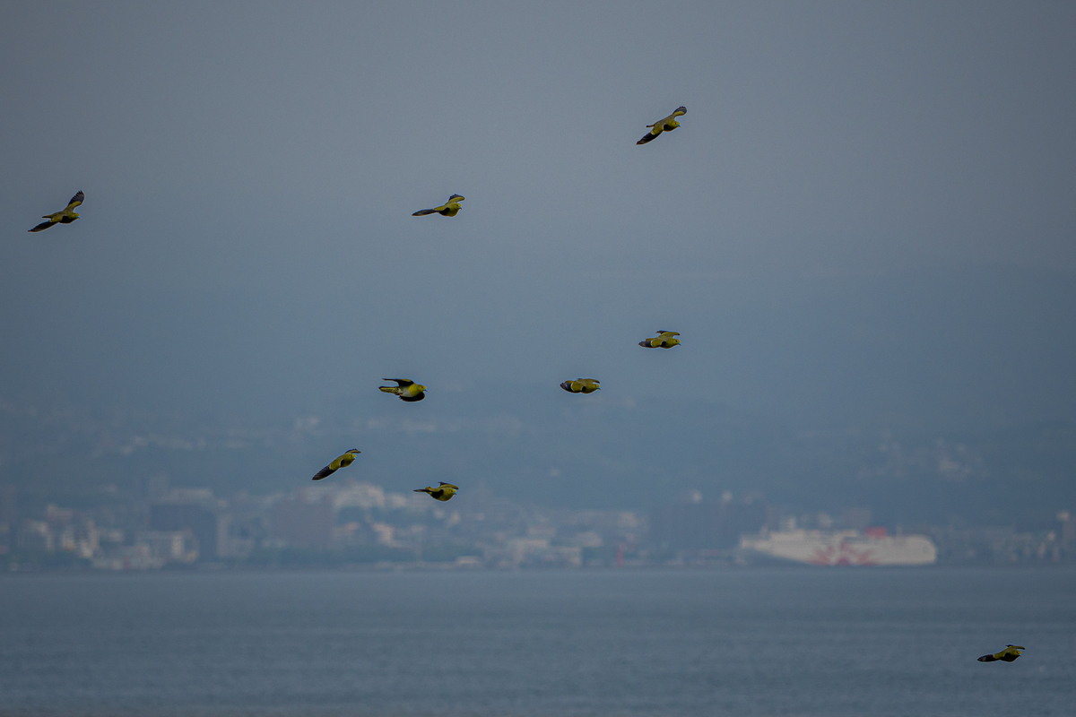 海と鳥 アオバトが似合う町 - いきあたりばっ撮り
