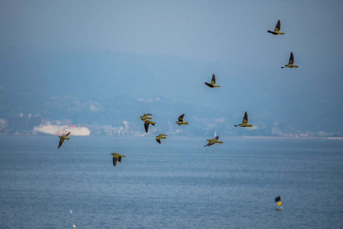 海と鳥 アオバトが似合う町 - いきあたりばっ撮り