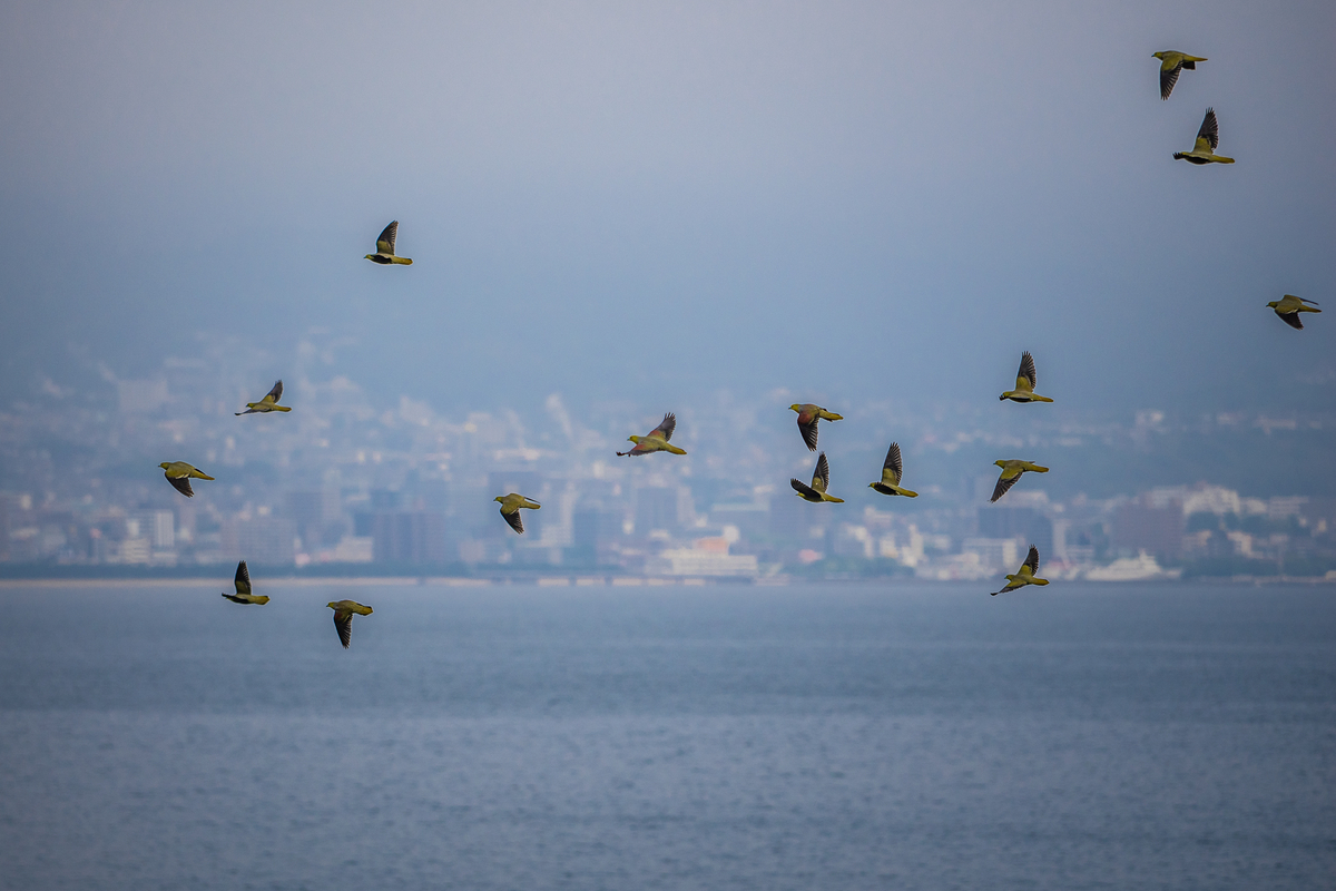 海と鳥 アオバトが似合う町 - いきあたりばっ撮り