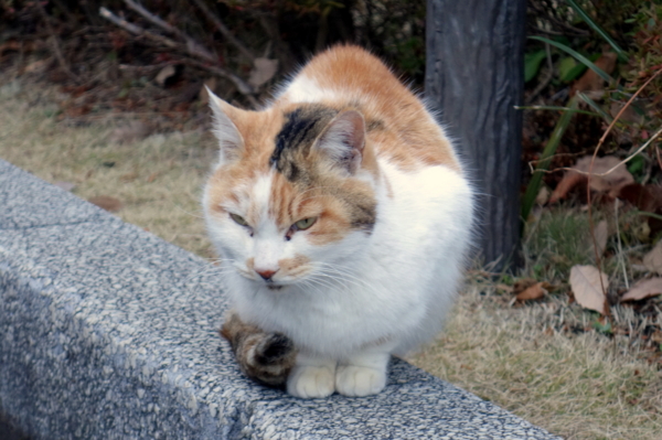 f:id:baumkuchen:20141225210723j:plain f:id:baumkuchen:20141225210723j:plain