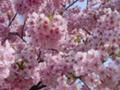 雪洞のような河津桜の花