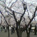 神社の境内の中は桜も静かに咲いている