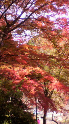 f:id:baunyan:20111128231730j:image f:id:baunyan:20111128231730j:image