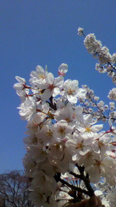 f:id:baunyan:20120409133044j:image f:id:baunyan:20120409133044j:image