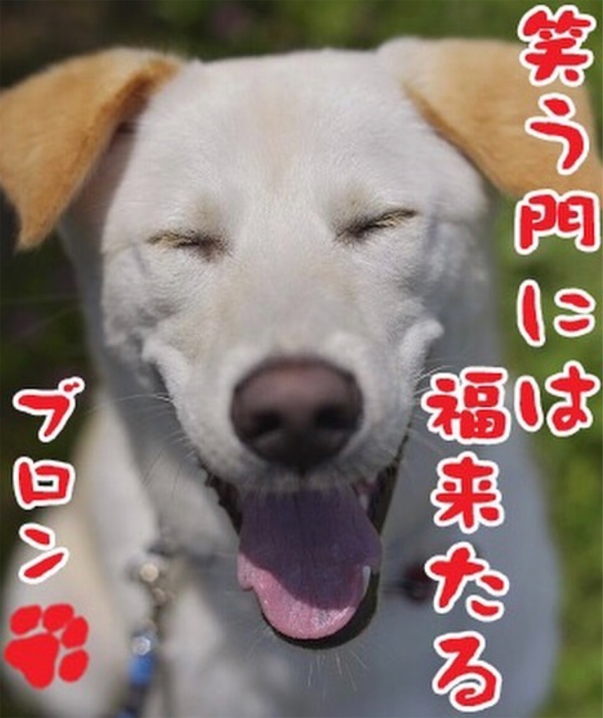 f:id:bb-petmaya:20231231200622j:image f:id:bb-petmaya:20231231200622j:image