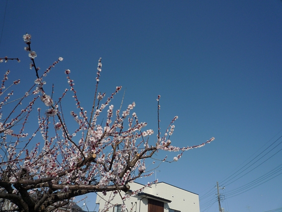 イメージ 2