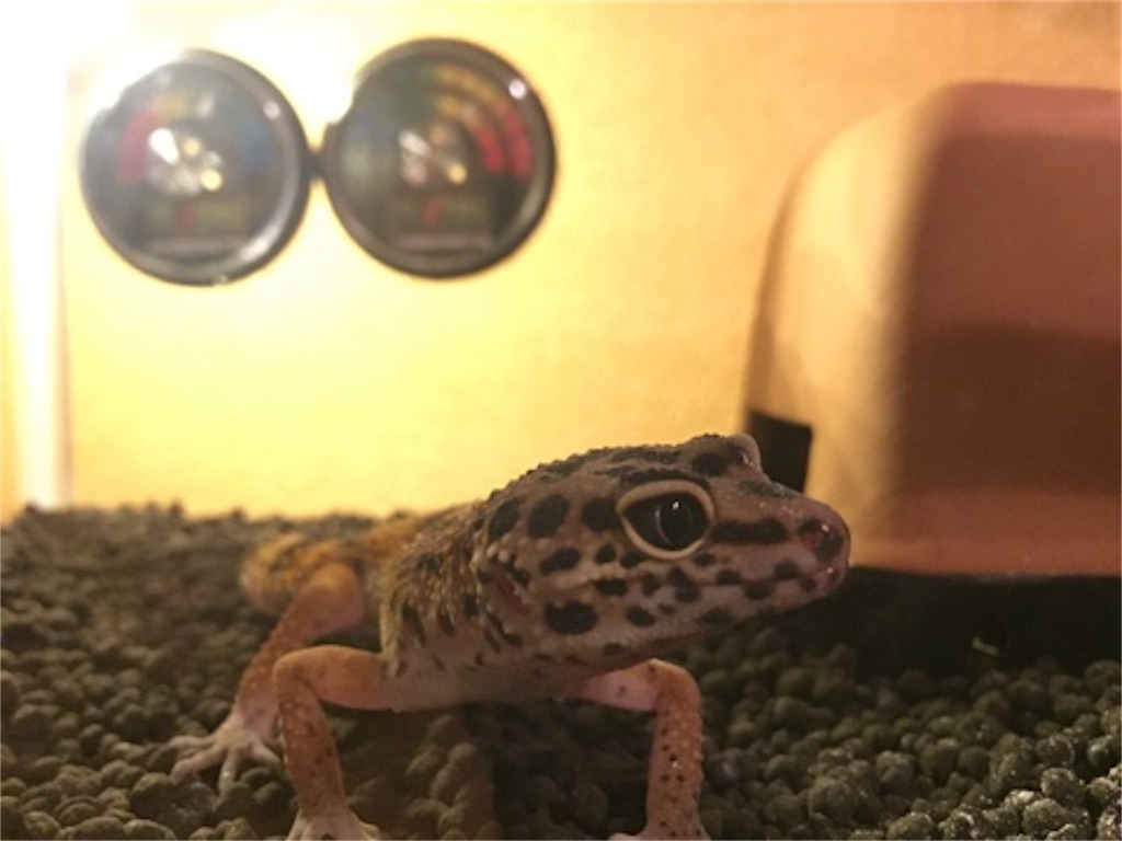 レオパのウェットシェルターがカビちゃった 4つの対策を考えてみた レオパ日和 ヒョウモントカゲモドキの飼育 レオパのウェットシェルターがカビちゃった 4つの対策を考えてみた レオパ日和 ヒョウモントカゲモドキの飼育