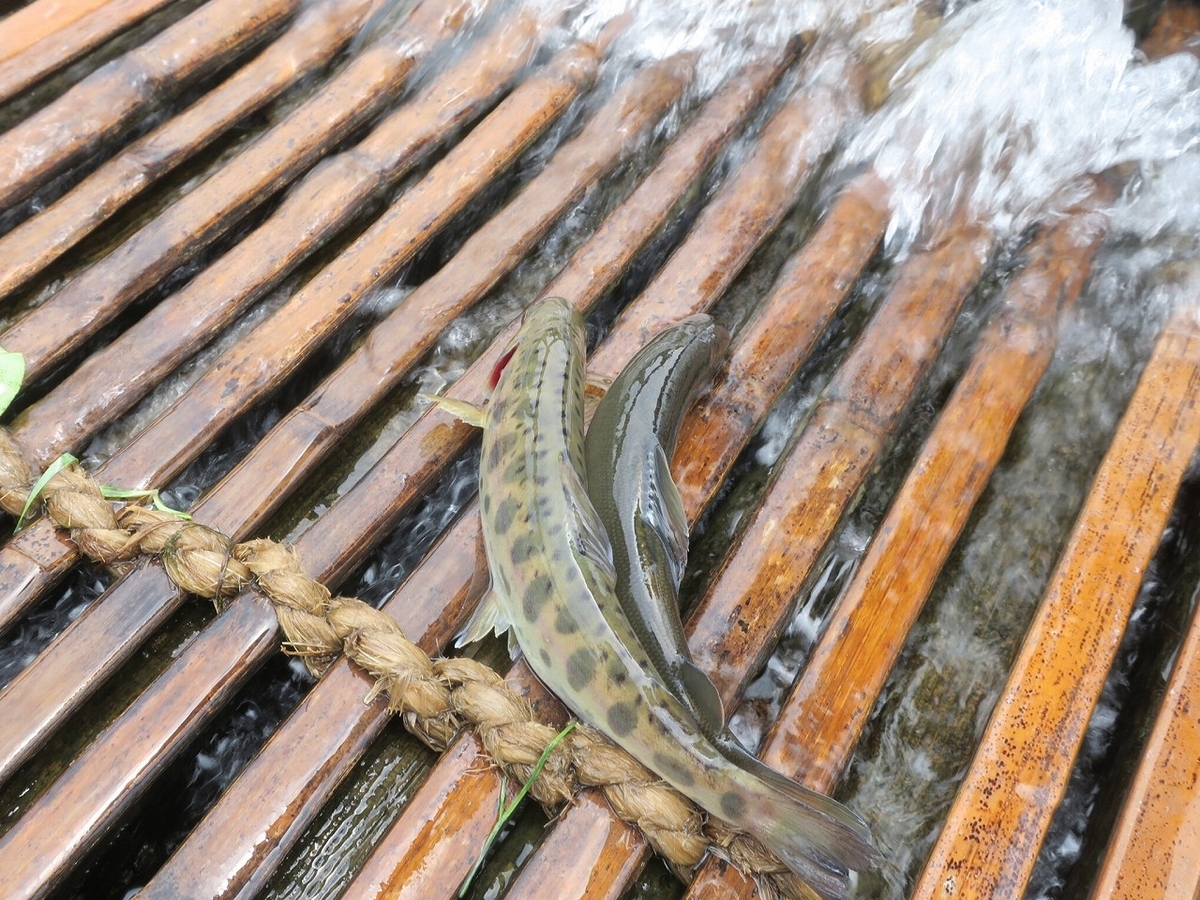 f:id:bbhotstp:20190622171004j:plain f:id:bbhotstp:20190622171004j:plain