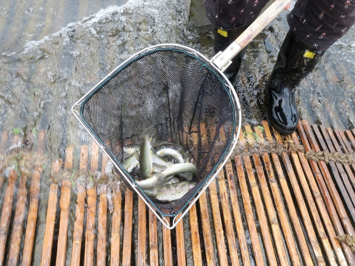 f:id:bbhotstp:20190622171011j:plain f:id:bbhotstp:20190622171011j:plain