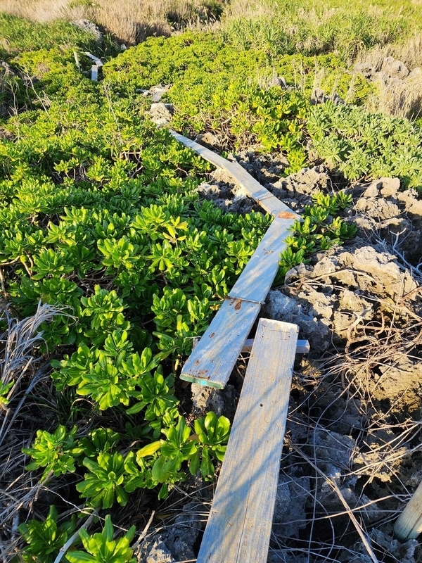 未舗装路が途切れ、ごつごつした岩と生い茂る植物の上に木板で作られた人ひとりが通れそうな道が続いている。