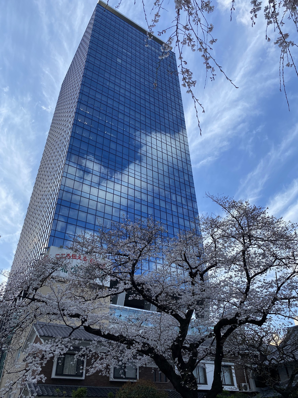 住友不動産西新宿ビルの前からの写真、さくらの花が満開
