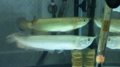 20100401210910