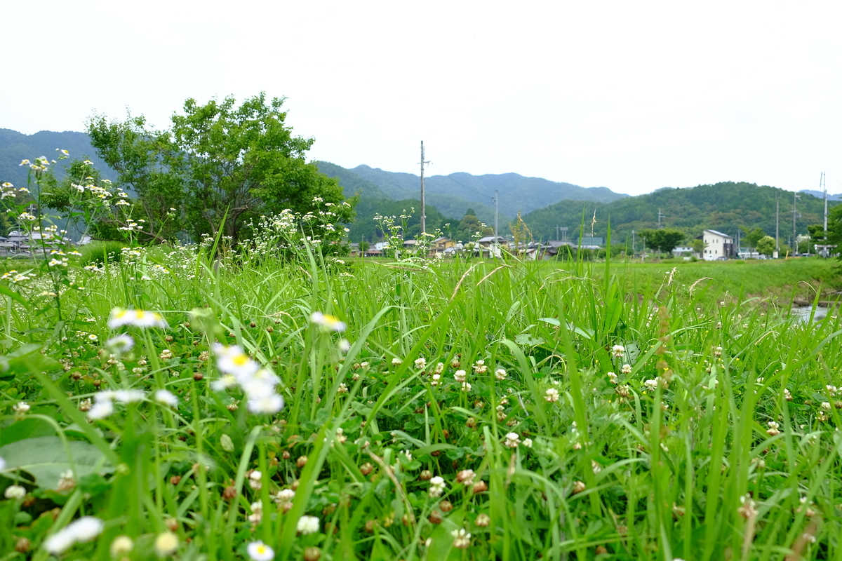 f:id:be-tamba-iju:20190708203123j:plain