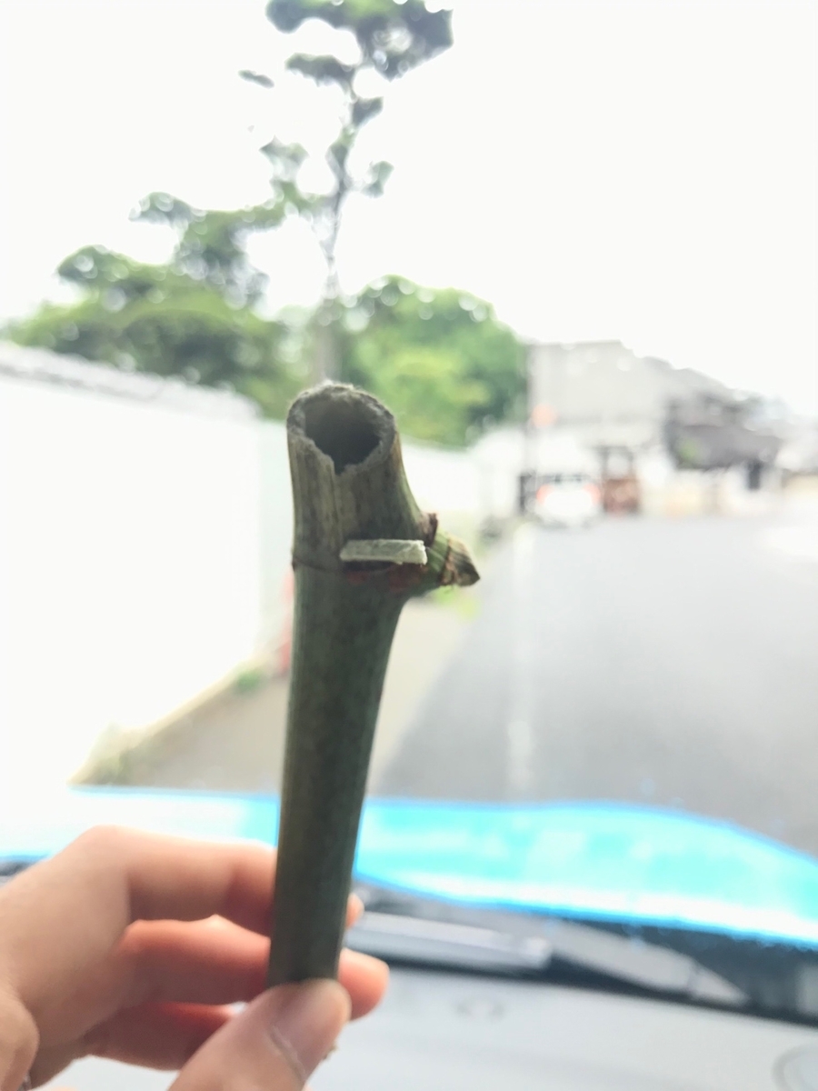 f:id:be-tamba-iju:20190714150454j:plain