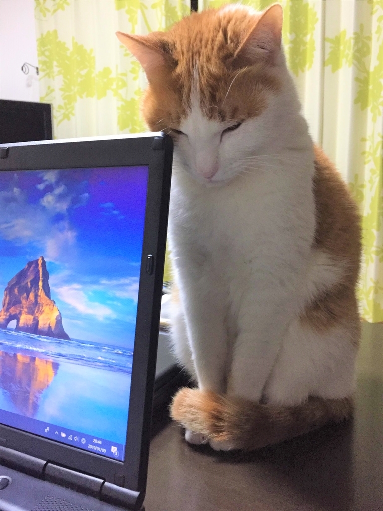 猫がパソコンすりすり その心理とは 人生のなぞなぞあれこれブログ 猫がパソコンすりすり その心理とは 人生のなぞなぞあれこれブログ
