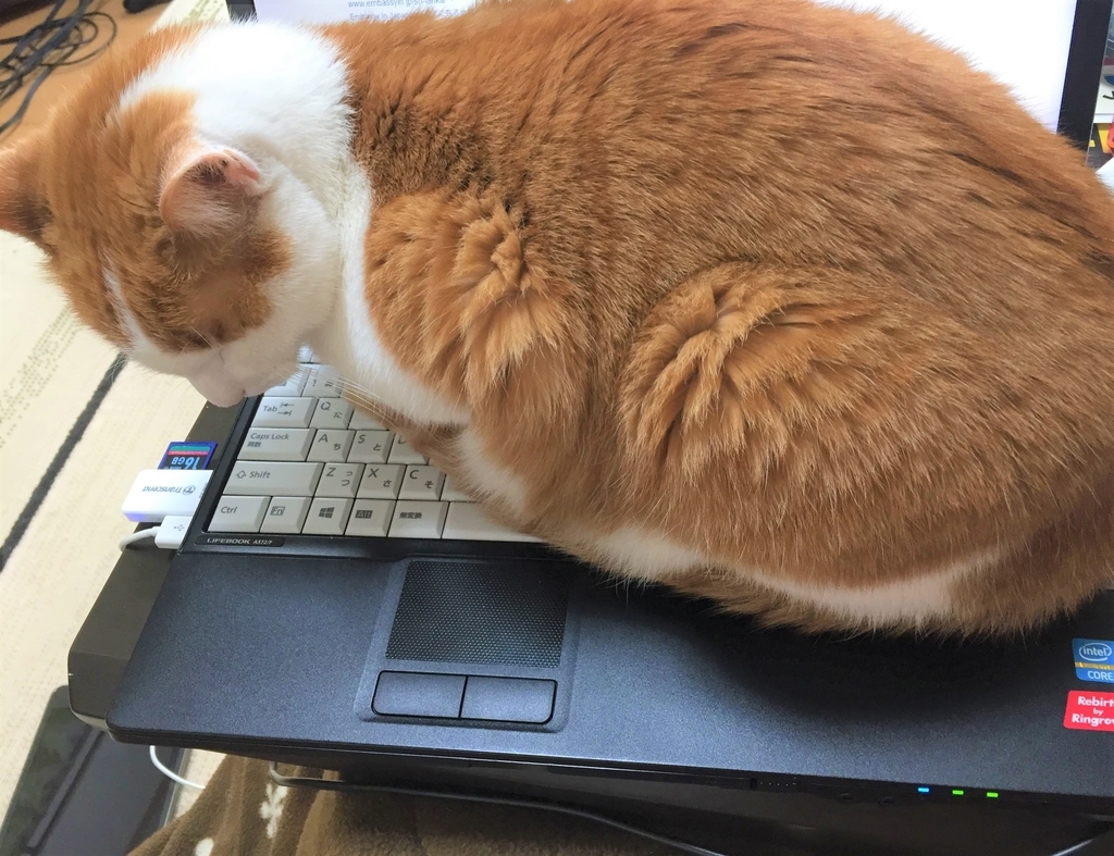 猫がパソコンすりすり その心理とは 人生のなぞなぞあれこれブログ