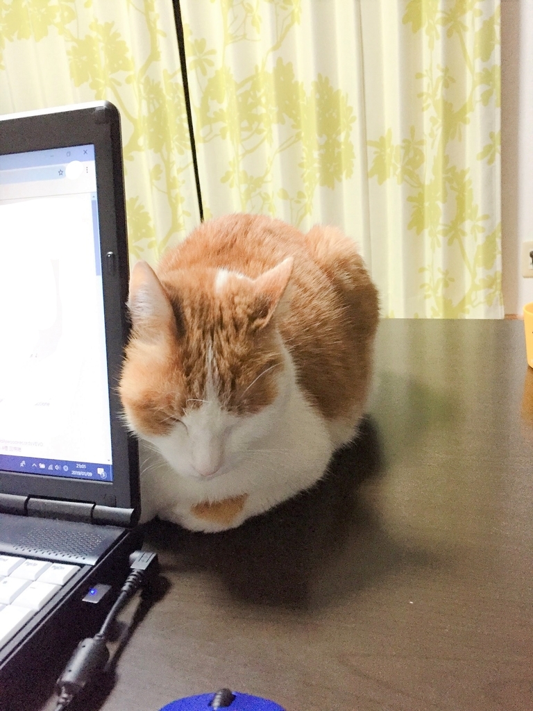 猫がパソコンすりすり その心理とは 人生のなぞなぞあれこれブログ