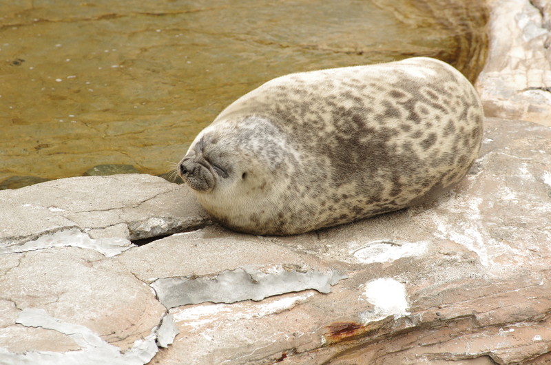 f:id:be_nori:20161108212015j:plain