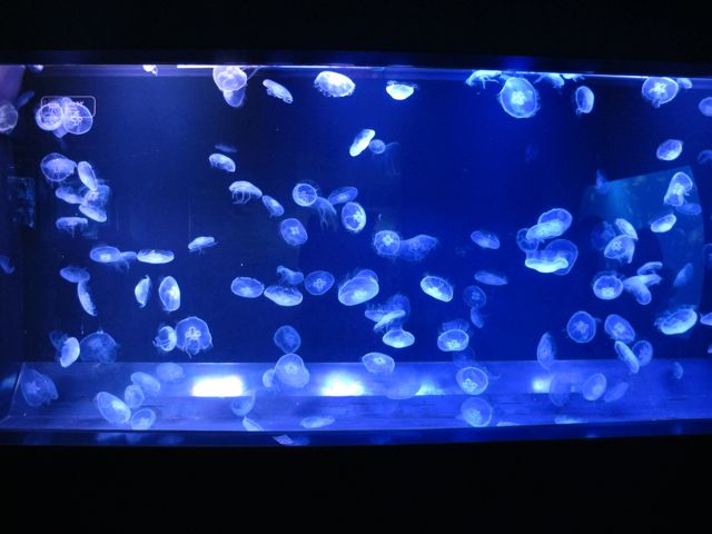 イメージ 30