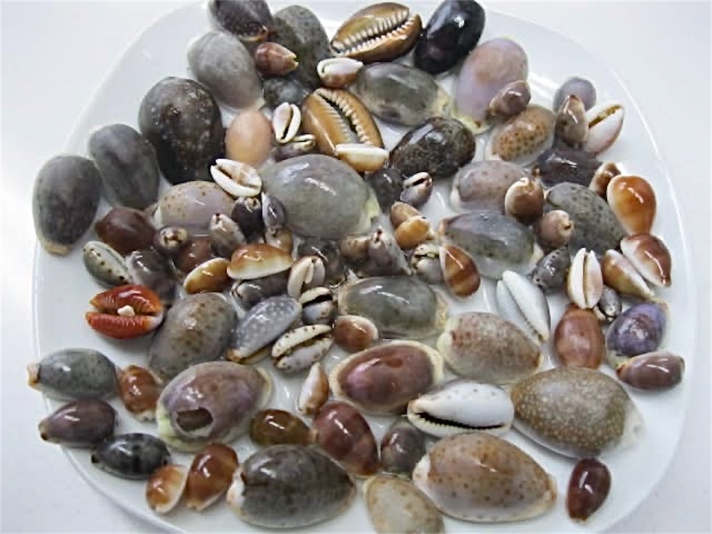 f:id:beachcomishida:20251003233911j:image