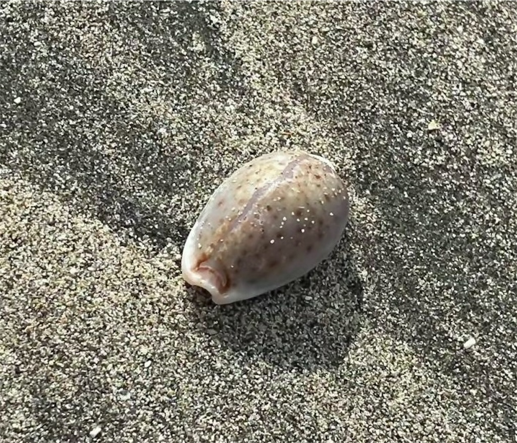 f:id:beachcomishida:20251003234157j:image