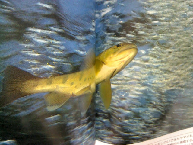 f:id:beadriver:20120730105658j:image:w280