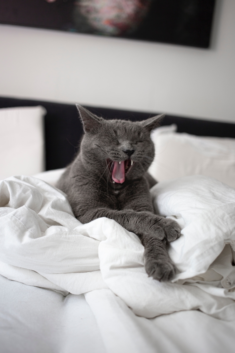 Drowsiness の日本語の意味 例文 イディオム 慣用句 成句 発音 類義語 対義語 他の品詞 Toeic頻出必須英単語の使い方を調べてまとめてみた 必ず覚えるべきワード わっしょいビーグル犬 えいごdog学 Drowsiness の日本語の意味 例文 イディオム 慣用句 成句 発音 類義語 対義語 他の品詞 Toeic頻出必須英単語の使い方を調べてまとめてみた 必ず覚えるべきワード わっしょいビーグル犬 えいごdog学