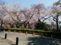道路沿い