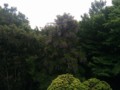 野生のフジ
