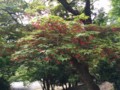 東大寺境内にあったもみじ（種）