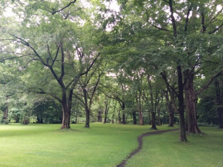 北大植物園のニレの木立