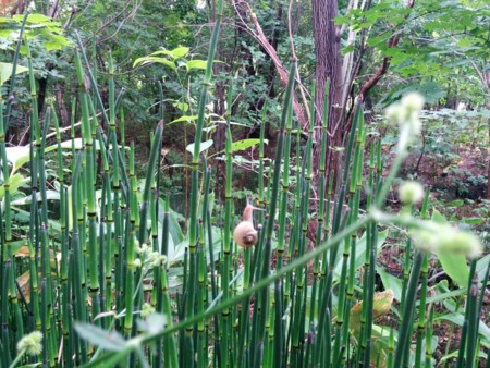 北大植物園のかたつむり