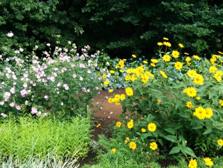 北大植物園の花