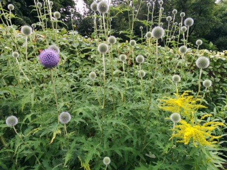 北大植物園の花