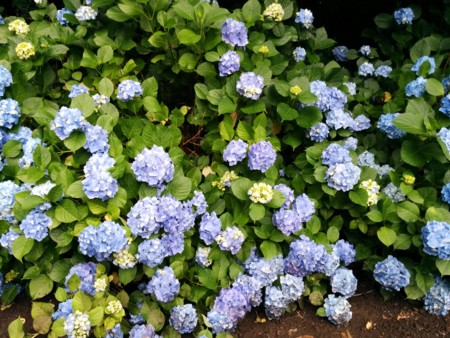 北大植物園の花