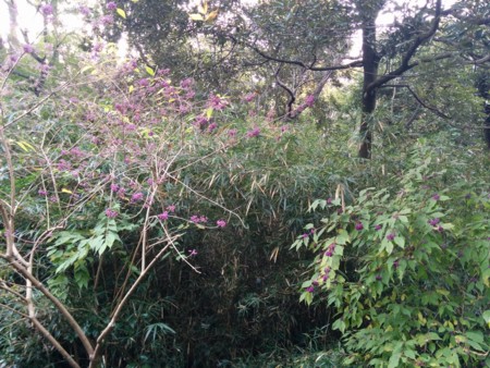 f:id:bean:20151122143953j:image:w600