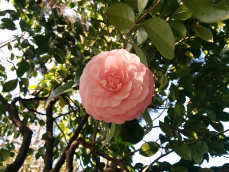 f:id:bean:20160321155345j:image:w360