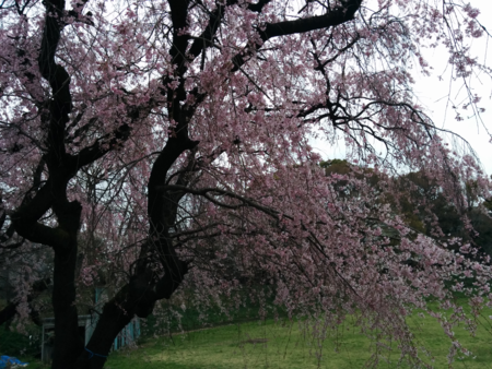 f:id:bean:20160405102454p:image:w360 f:id:bean:20160405102454p:image:w360