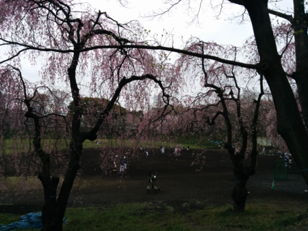 グラウンド沿いの枝垂れ桜