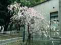 1本の木から2色の花を咲かす桜