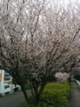 これも桜？