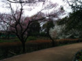街なかの桜