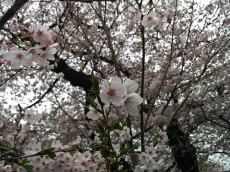 f:id:bean:20160405182847p:image:w640 f:id:bean:20160405182847p:image:w640