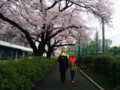 街の桜