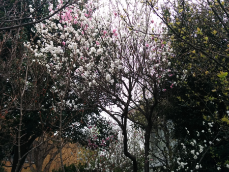 f:id:bean:20160410175219p:image:w640